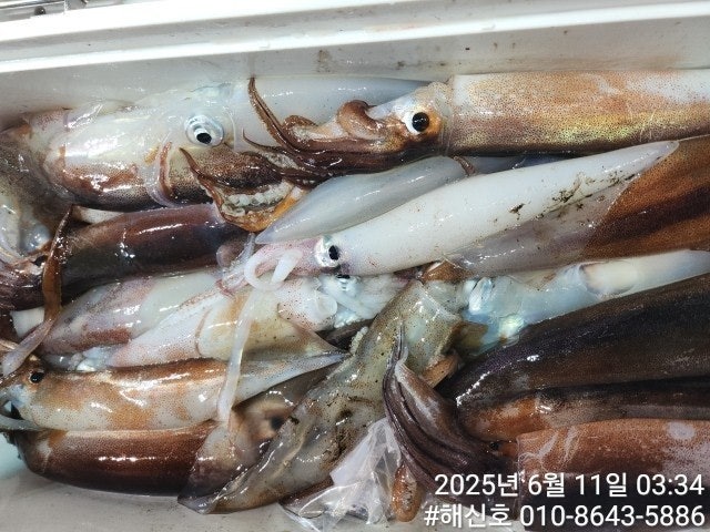 ڰ ø ̹