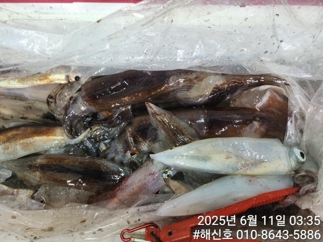 ڰ ø ̹