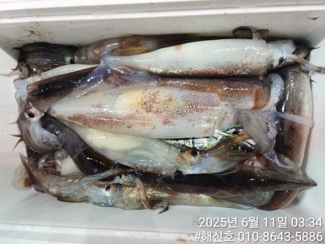ڰ ø ̹