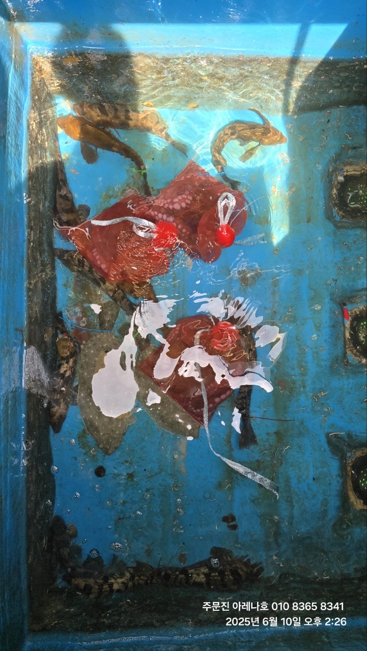 사용자가 올린 이미지