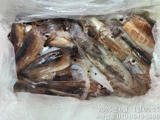 ڰ ø ̹