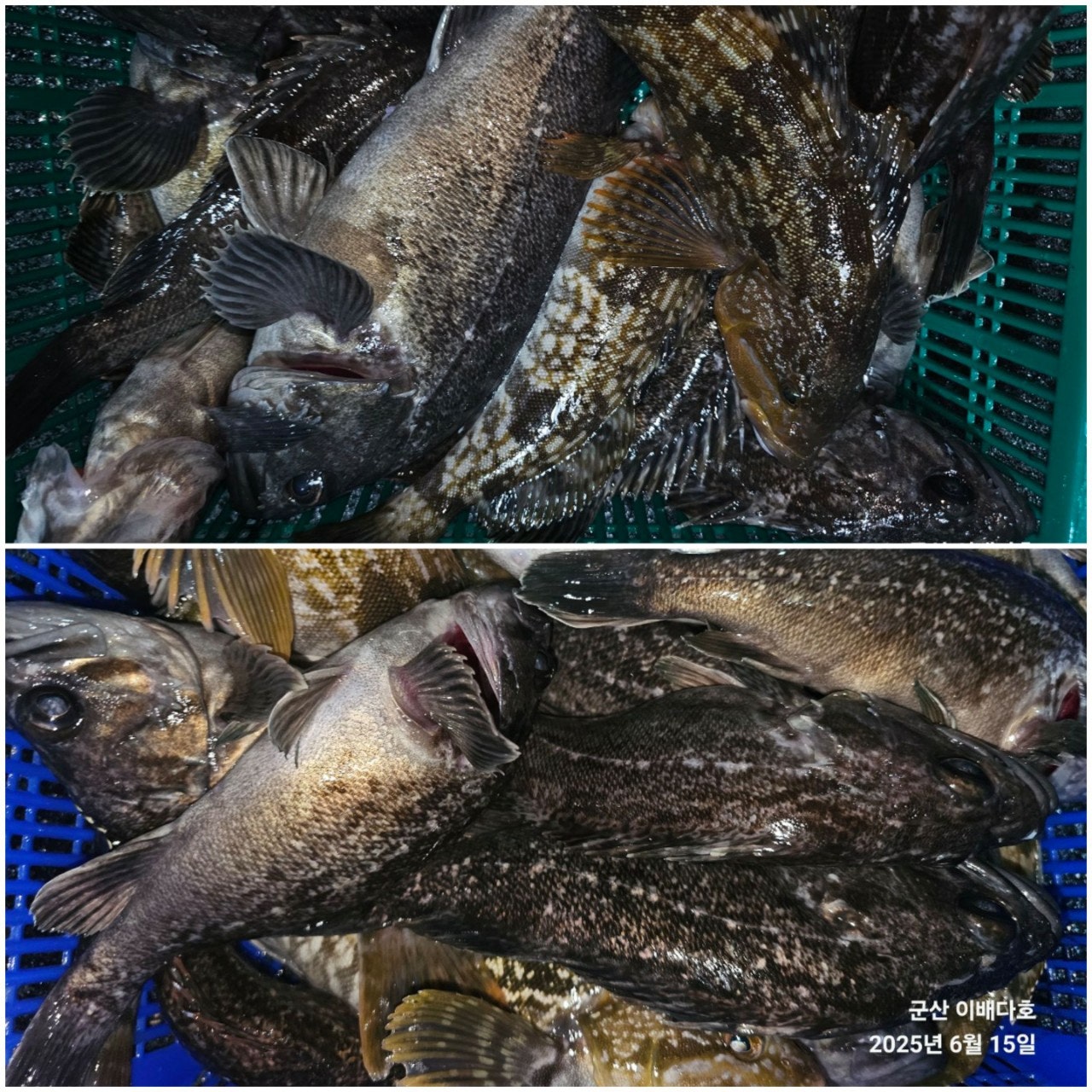 사용자가 올린 이미지