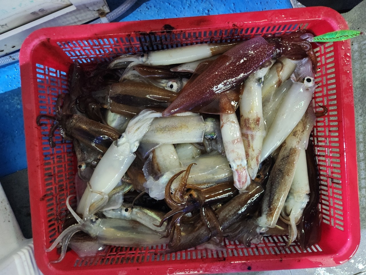사용자가 올린 이미지