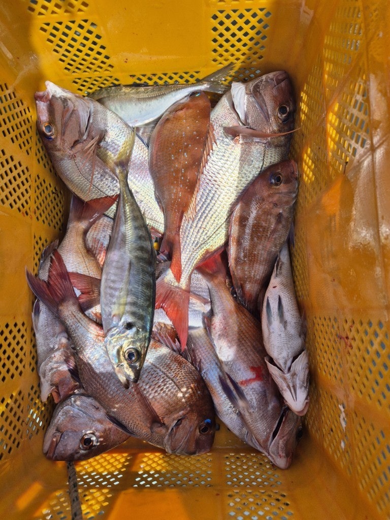 ڰ ø ̹