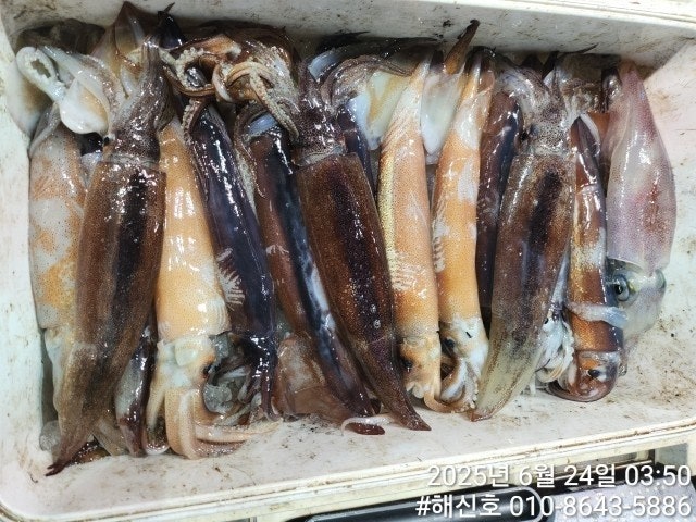 ڰ ø ̹