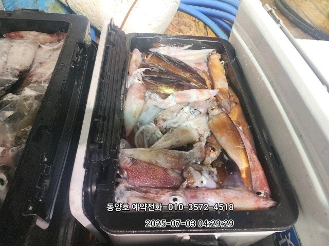 ڰ ø ̹