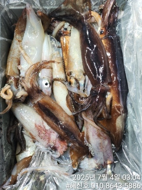 ڰ ø ̹