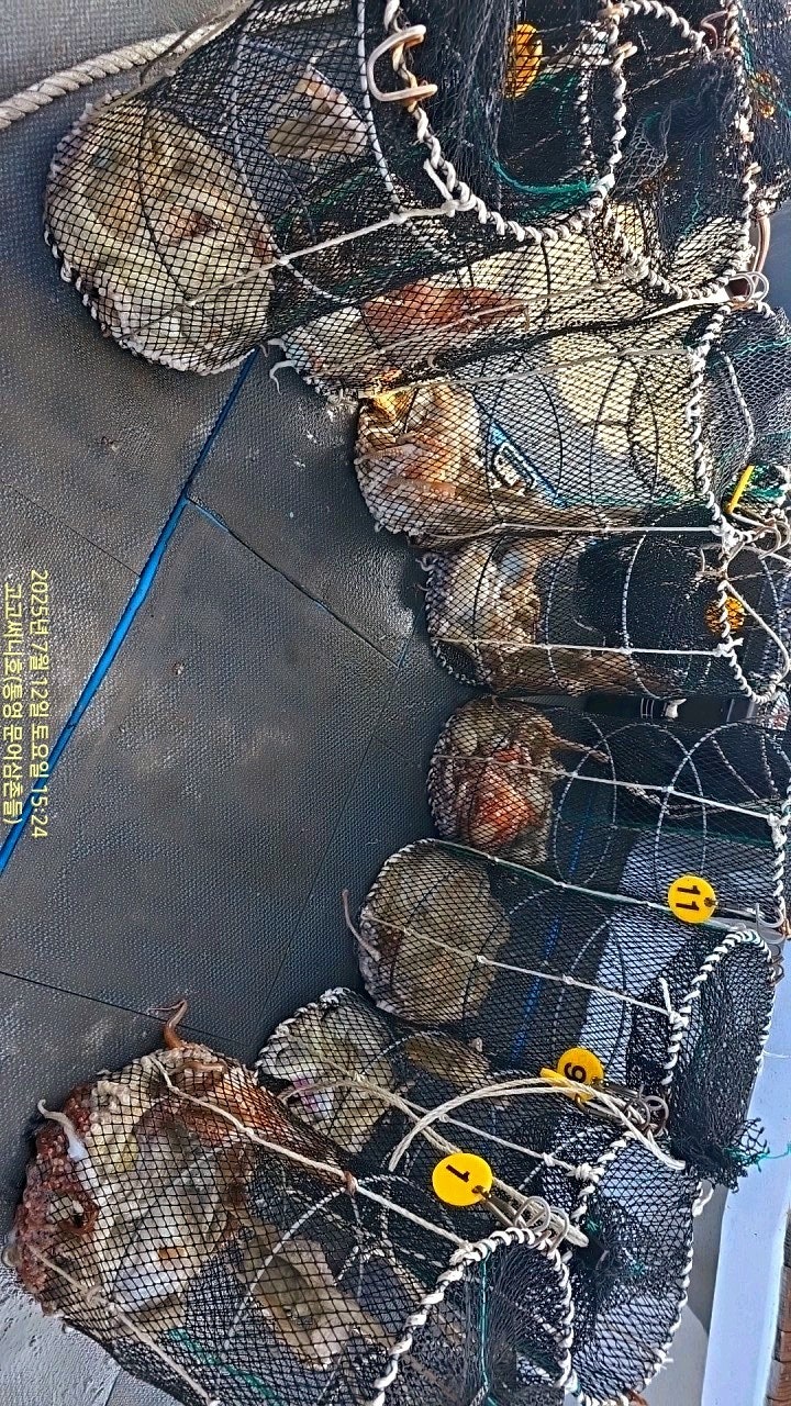 ڰ ø ̹