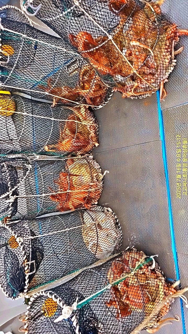 ڰ ø ̹