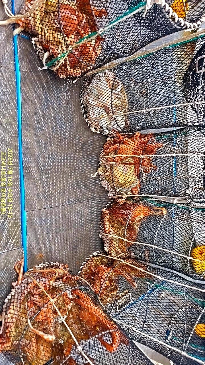 ڰ ø ̹