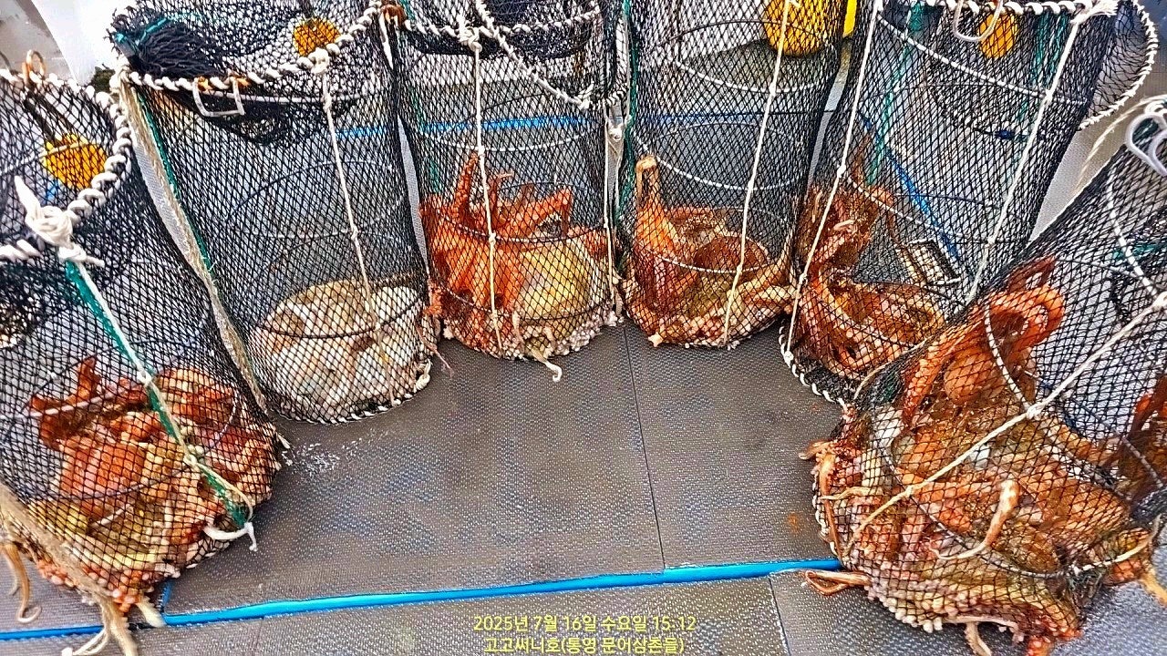 ڰ ø ̹