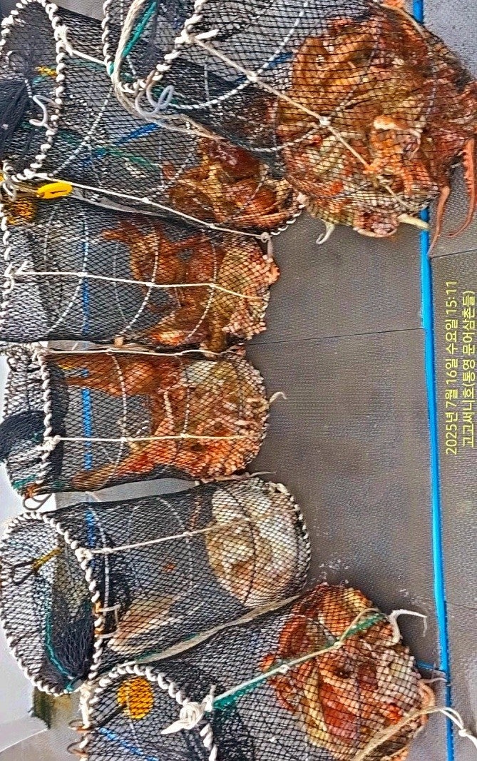 ڰ ø ̹