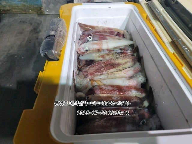 ڰ ø ̹