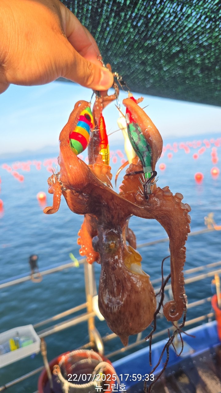ڰ ø ̹