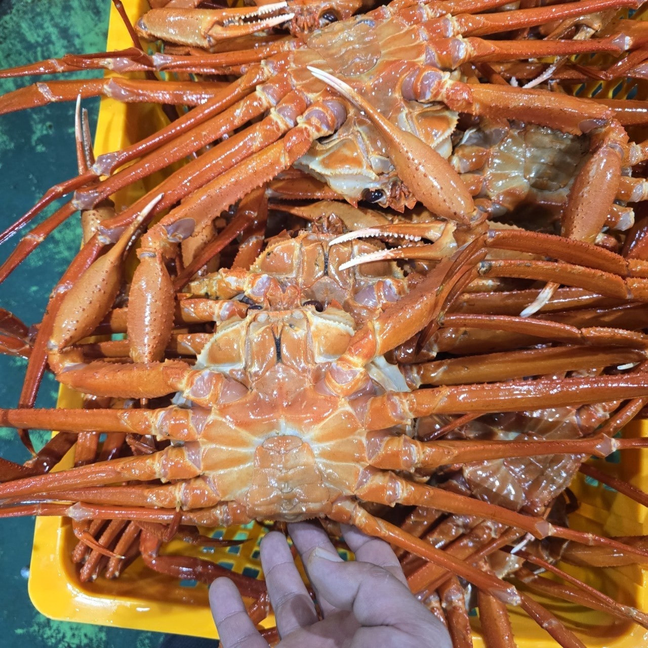 사용자가 올린 이미지