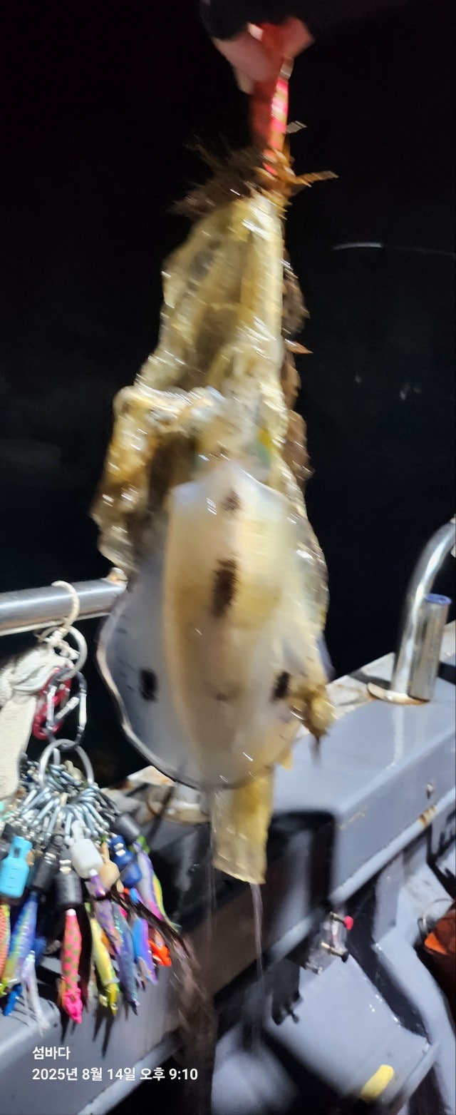 사용자가 올린 이미지