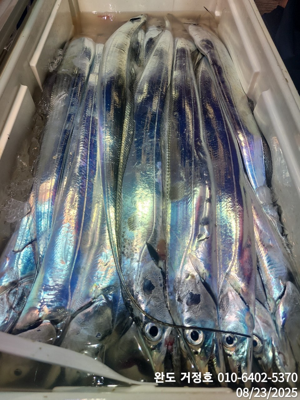 8월 22일 완도 거정호  갈치낚시 다녀왔습니다.