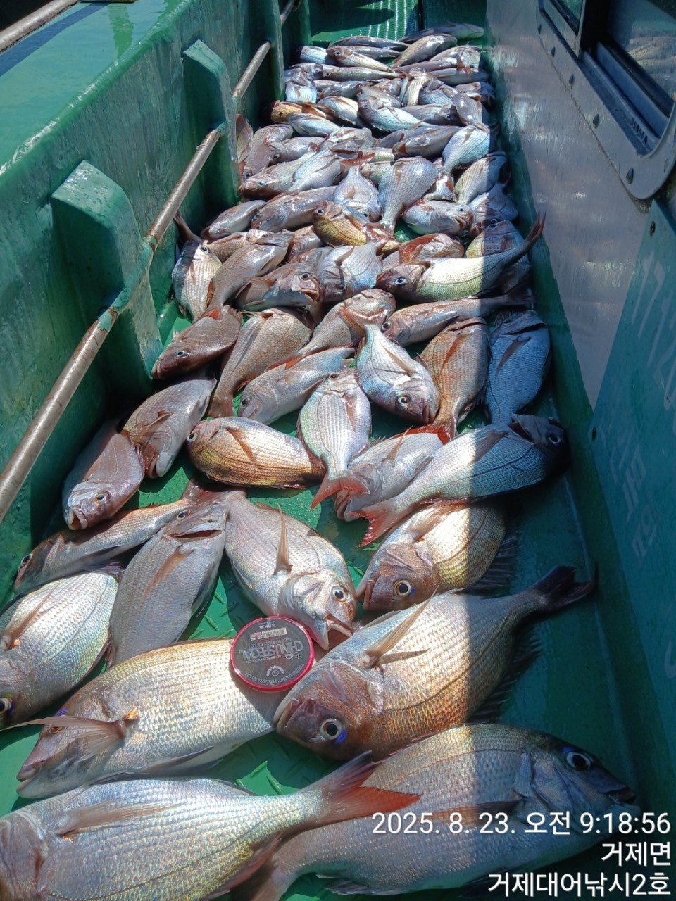 사용자가 올린 이미지