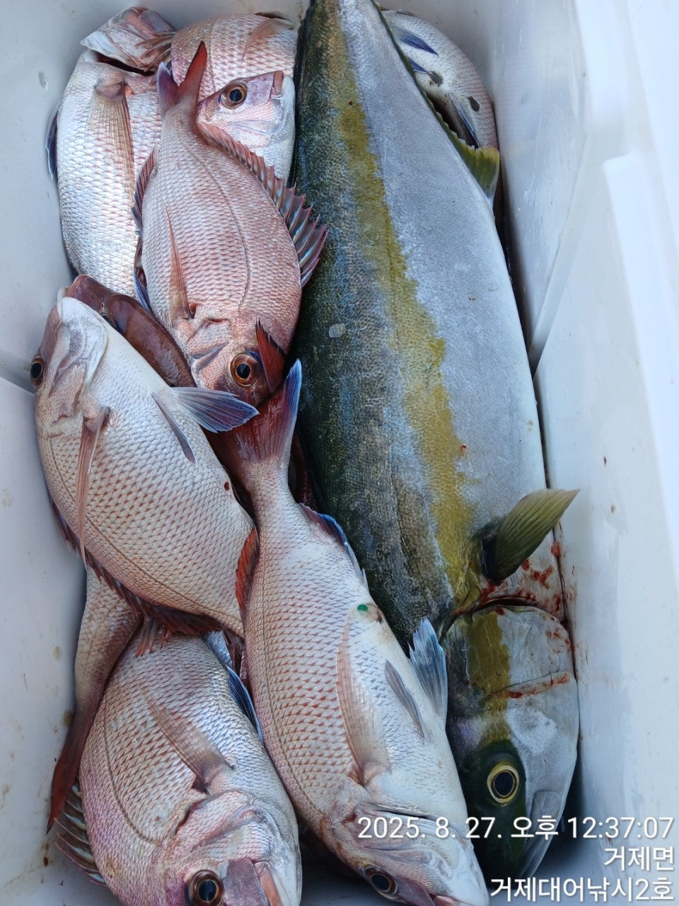 사용자가 올린 이미지