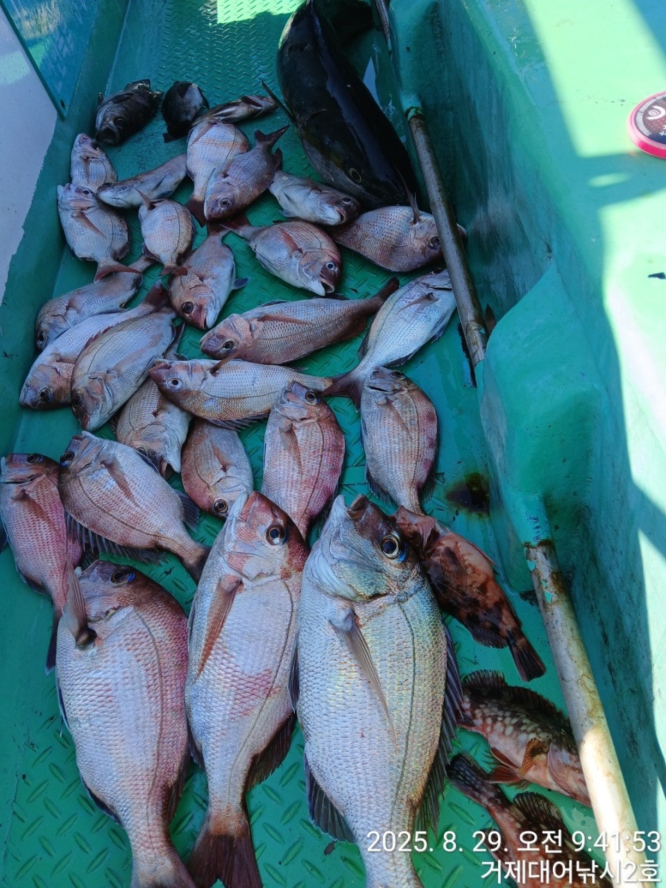 사용자가 올린 이미지