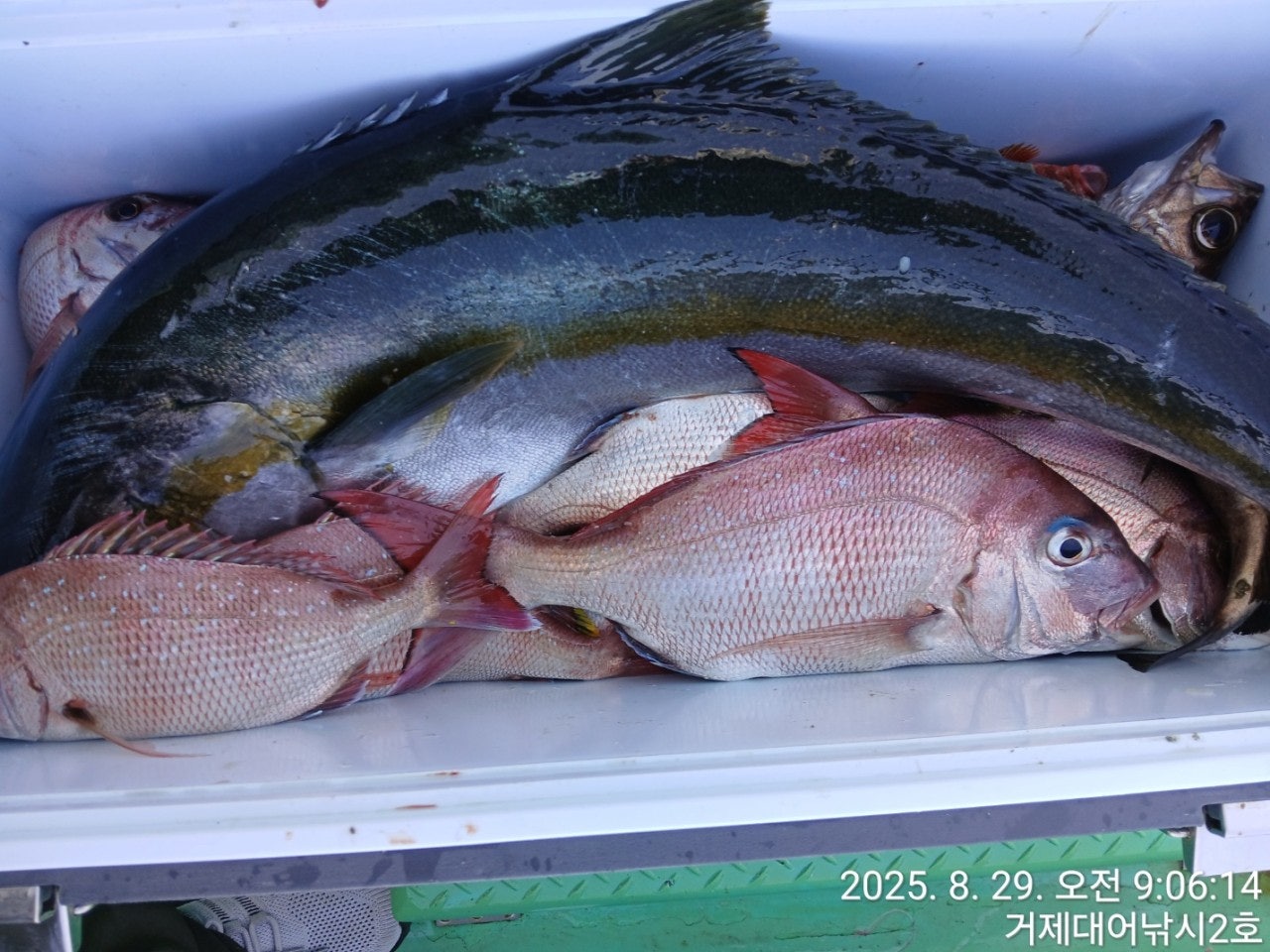 사용자가 올린 이미지