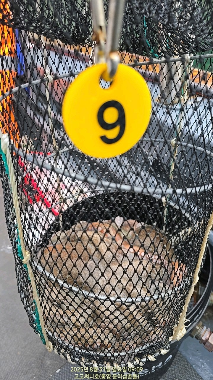 ڰ ø ̹