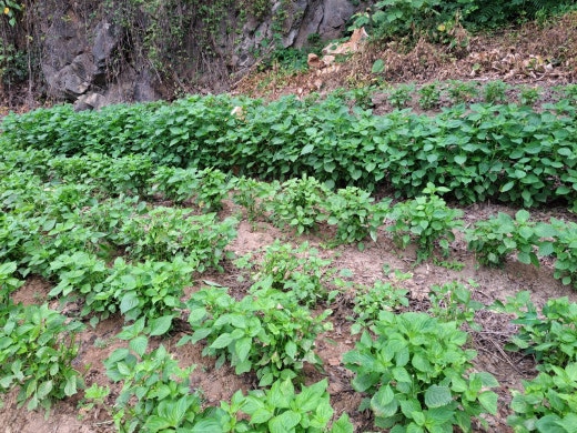 카페블리온 이미지