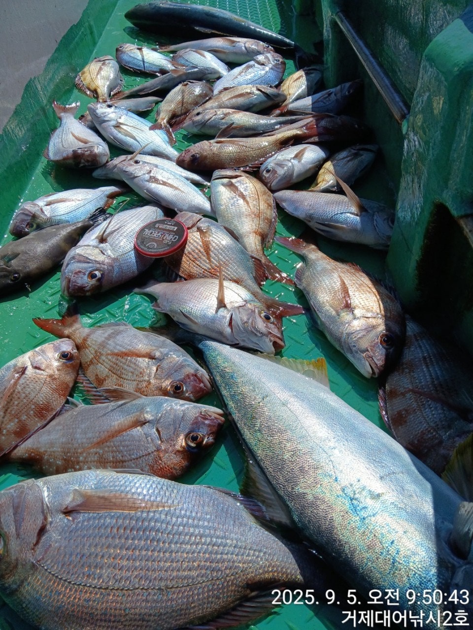 사용자가 올린 이미지