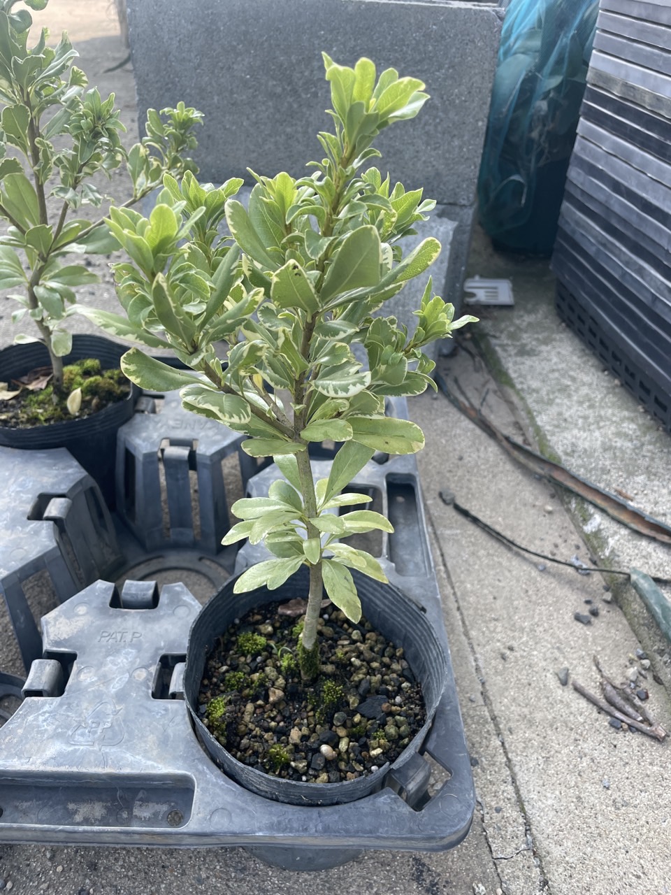 ユキグニミツバツツジ/株立ち【現品発送】管理70644