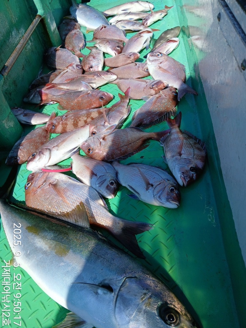 사용자가 올린 이미지