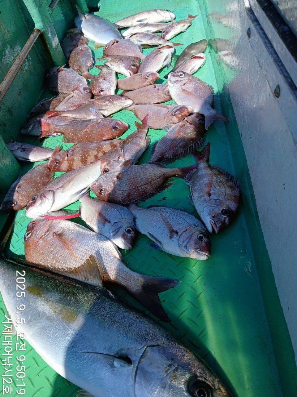 사용자가 올린 이미지