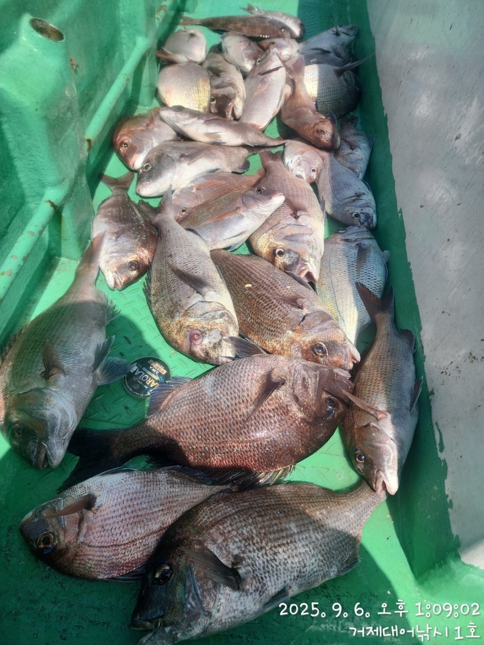 사용자가 올린 이미지