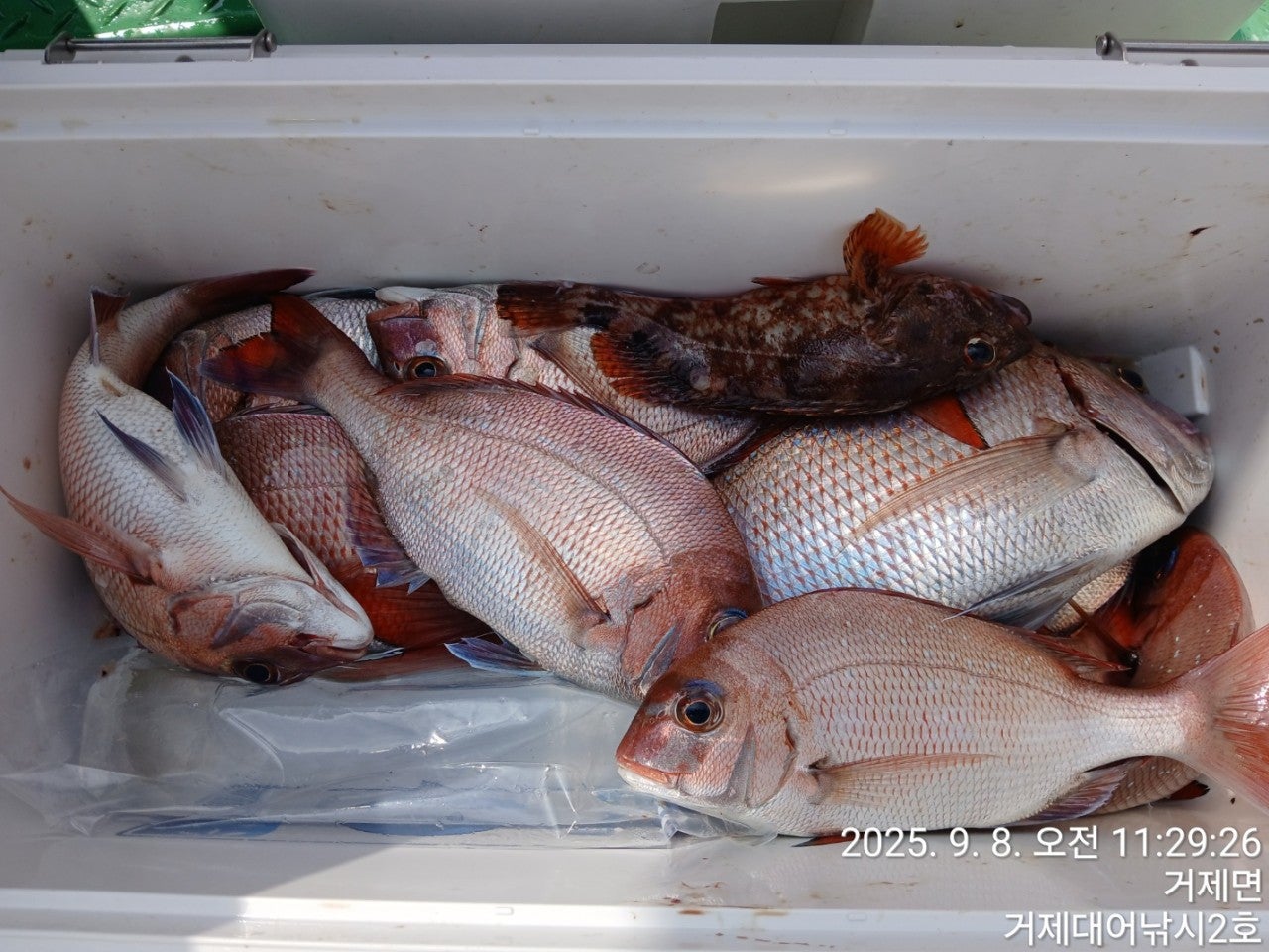 사용자가 올린 이미지