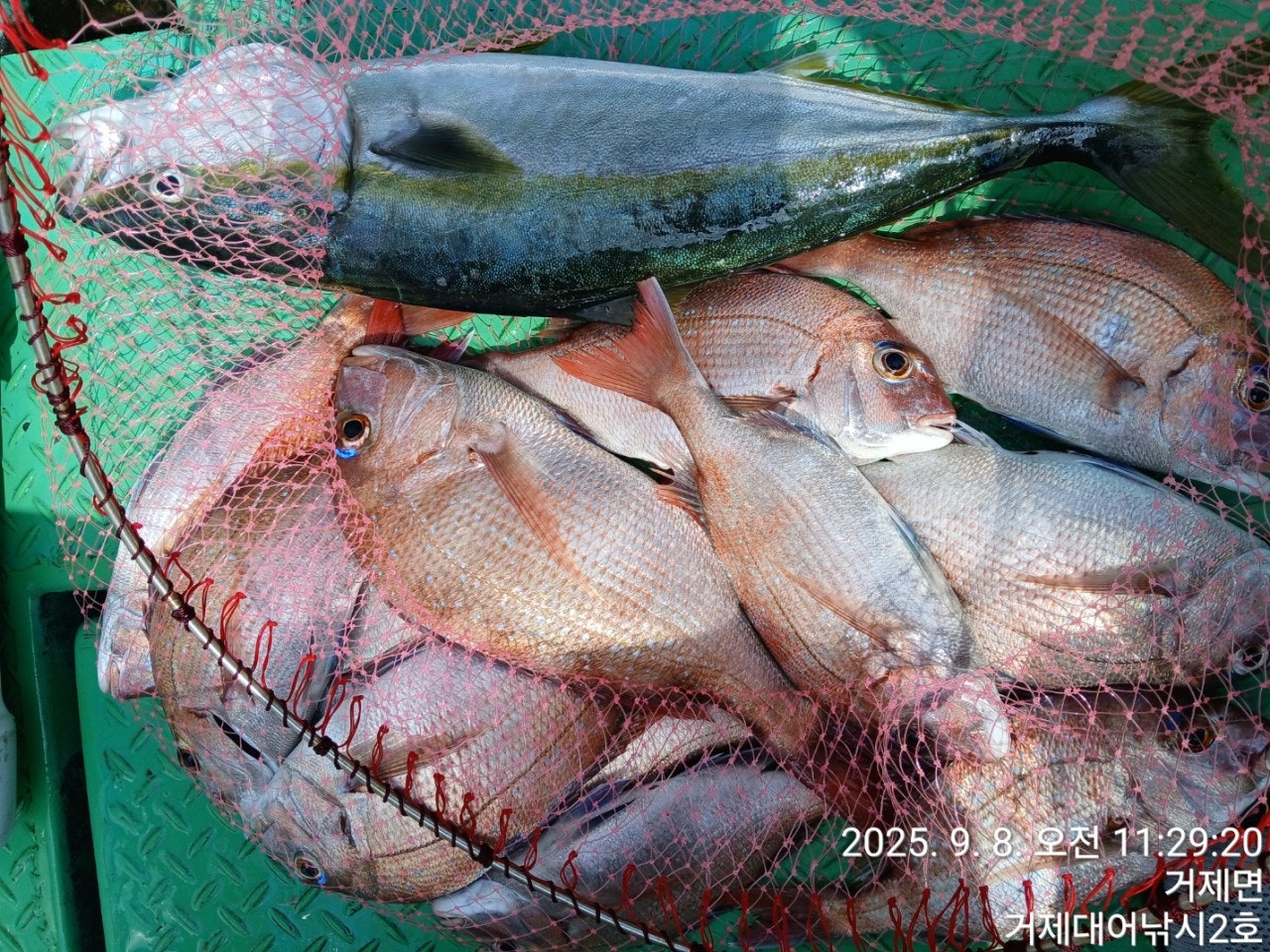 사용자가 올린 이미지