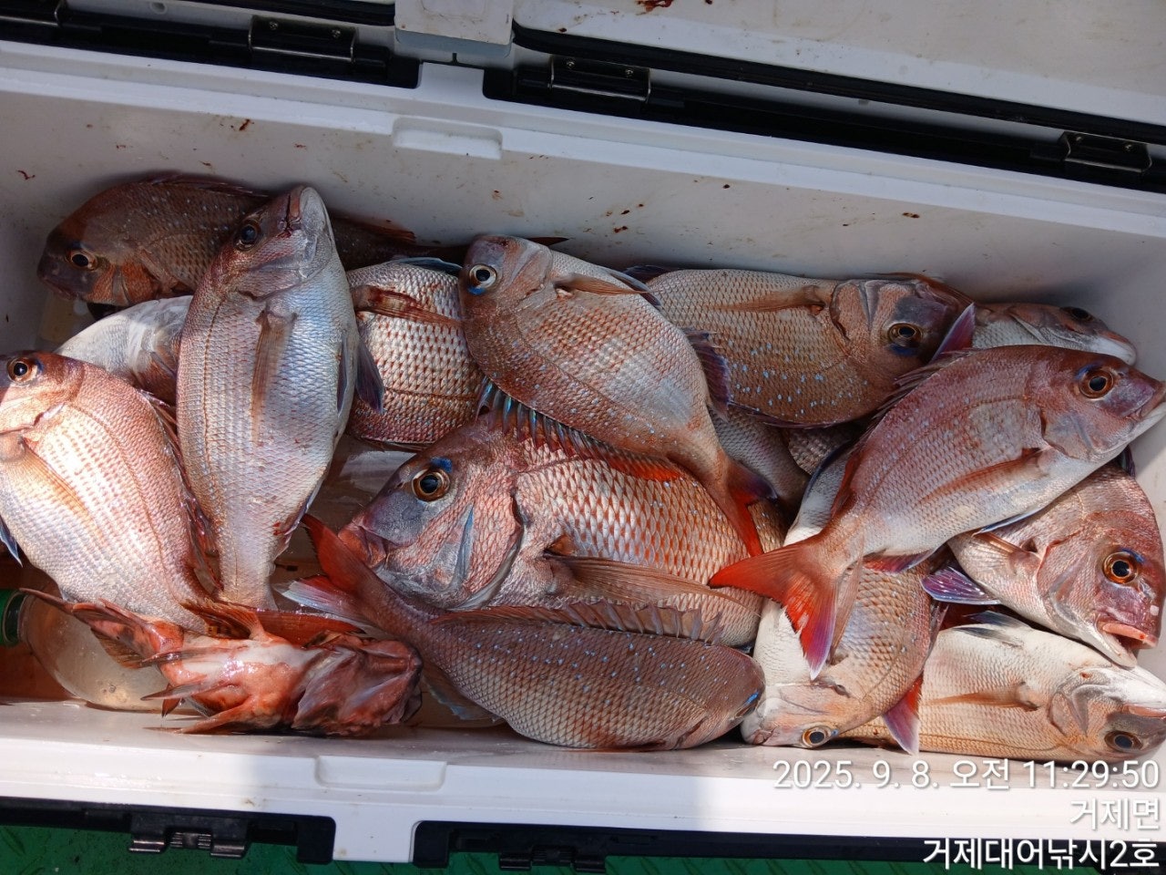 사용자가 올린 이미지