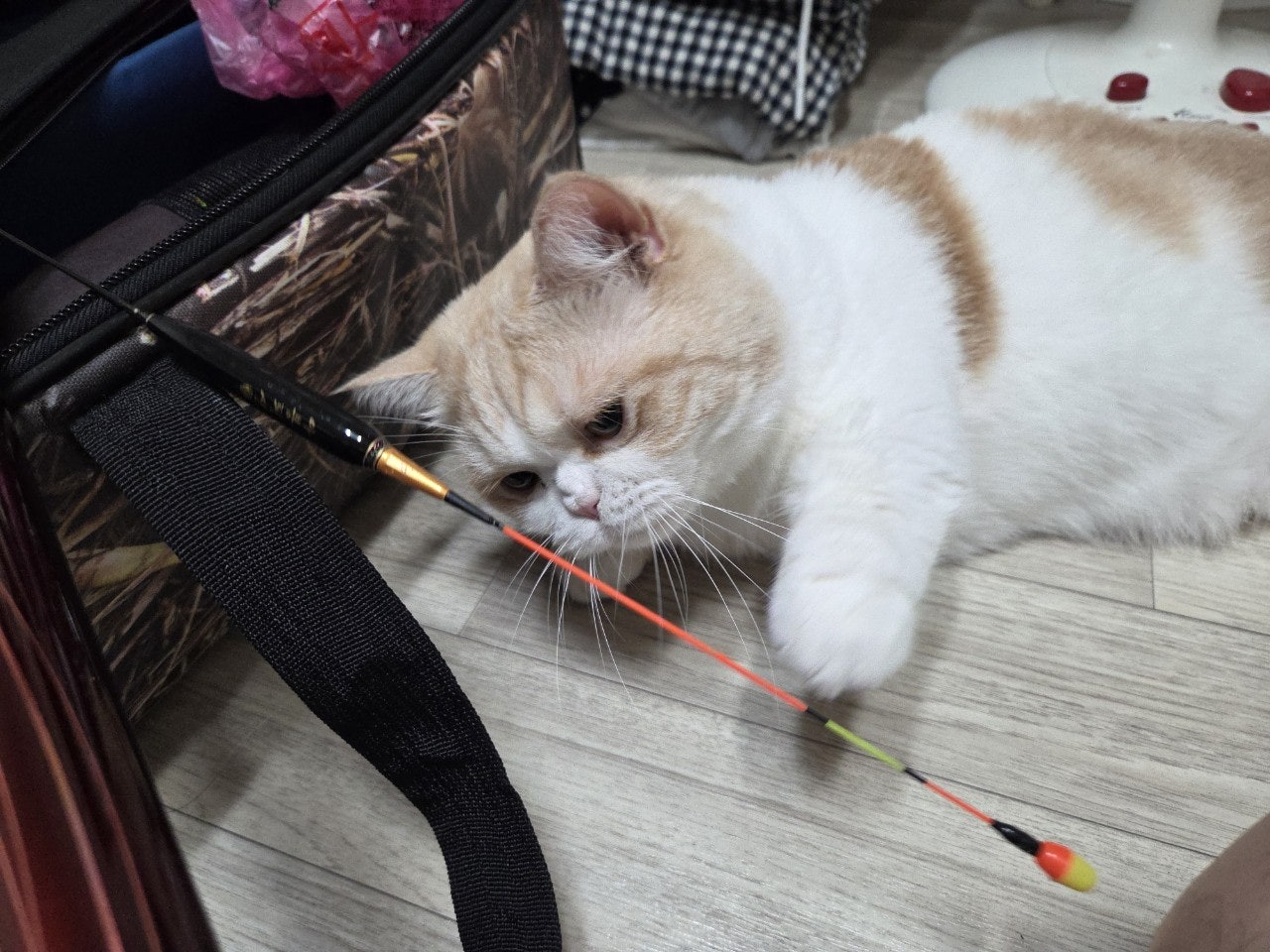 사용자가 올린 이미지