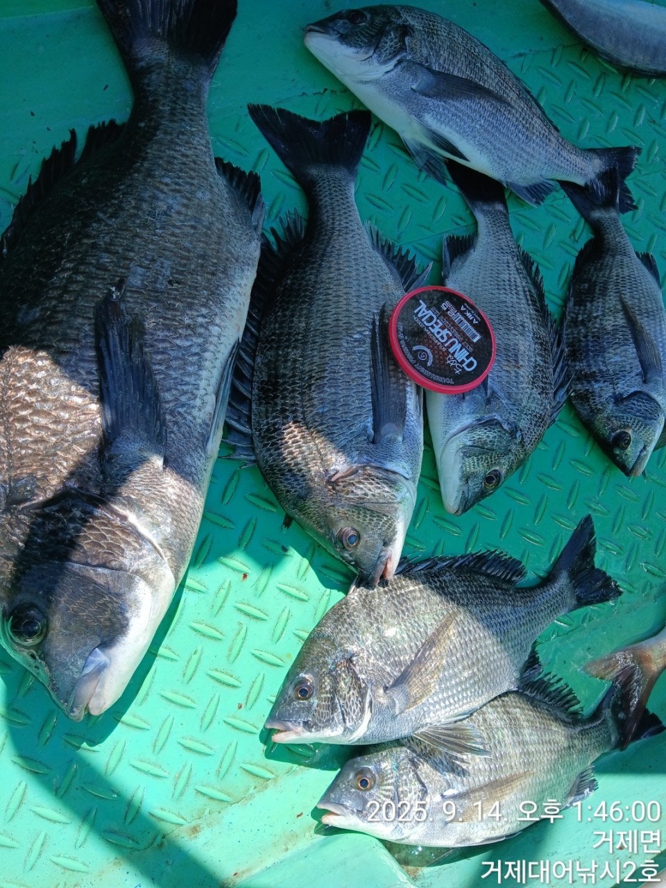 사용자가 올린 이미지