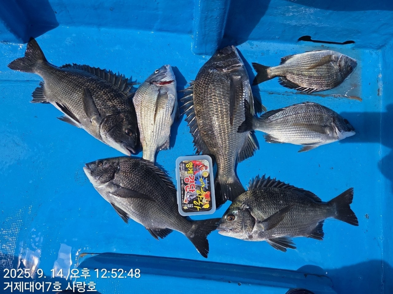 사용자가 올린 이미지