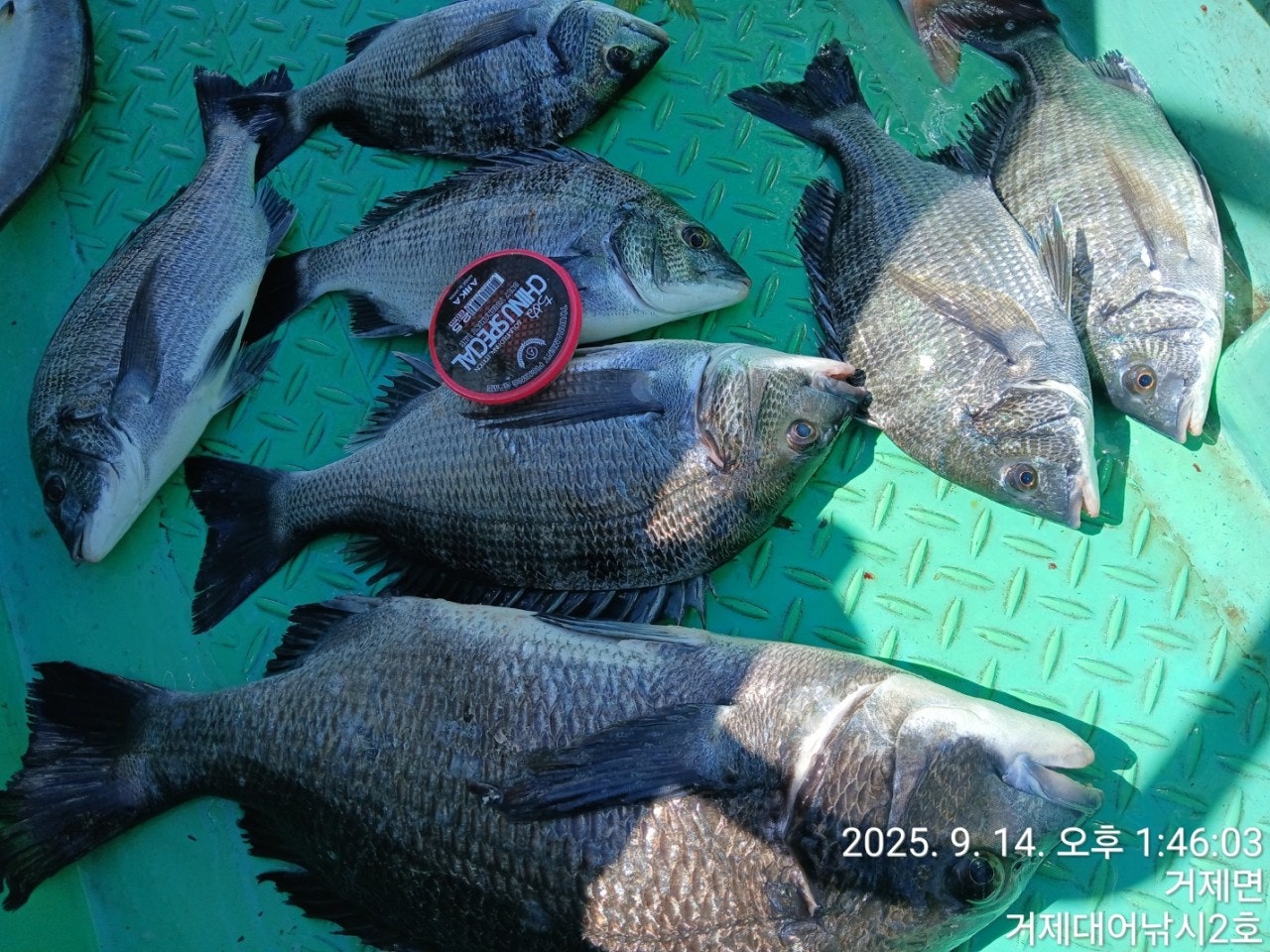 사용자가 올린 이미지