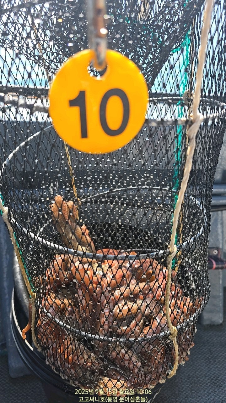 ڰ ø ̹
