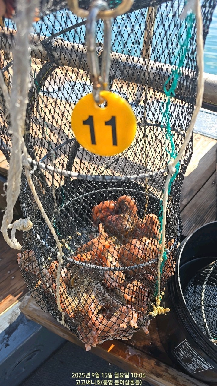 ڰ ø ̹