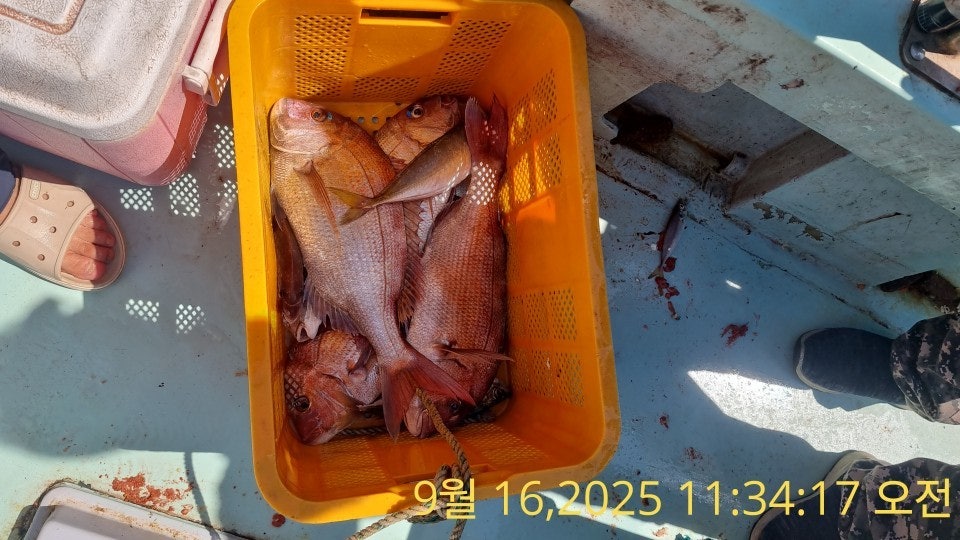 사용자가 올린 이미지