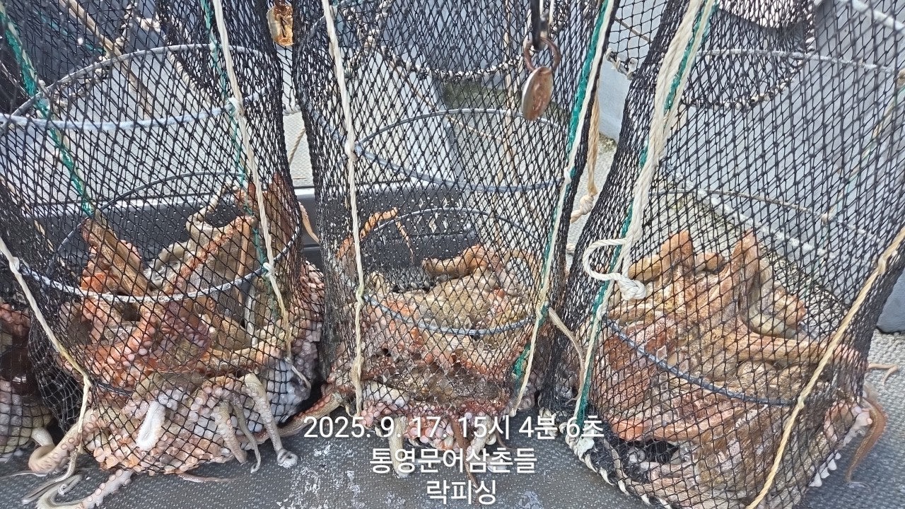 ڰ ø ̹