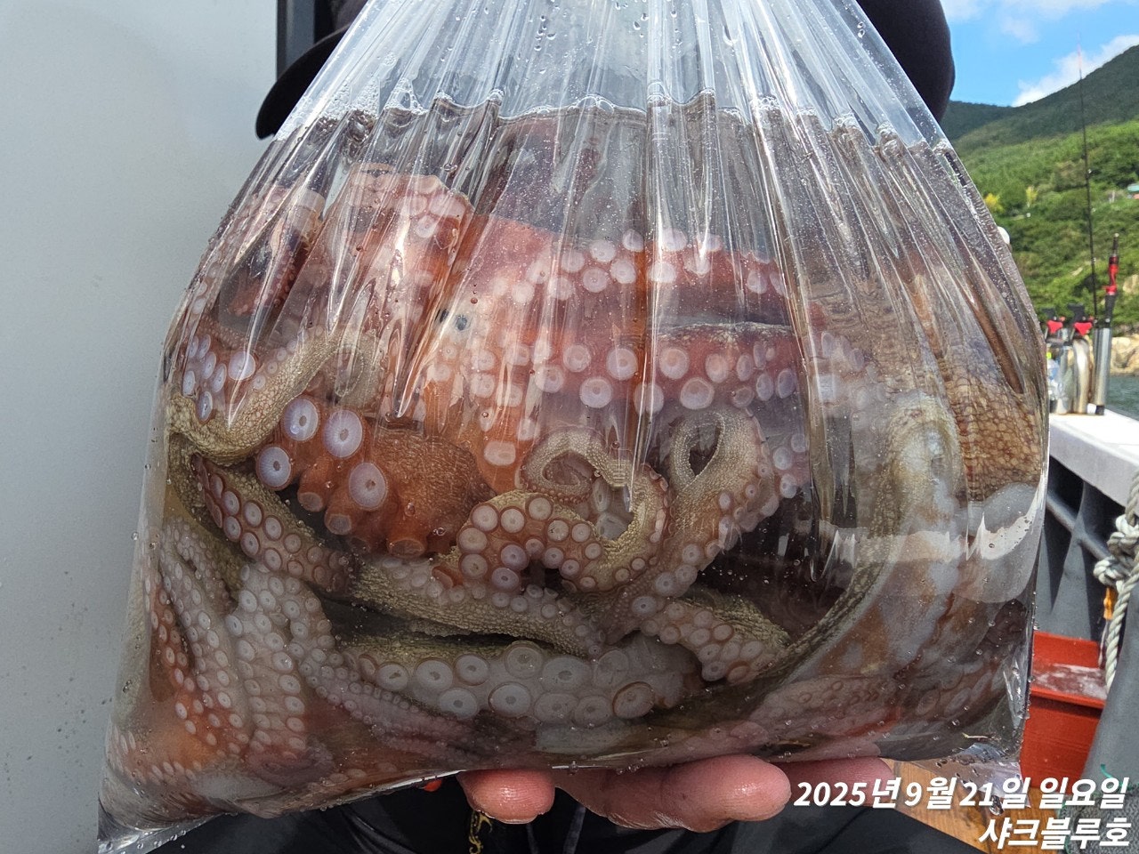 사용자가 올린 이미지