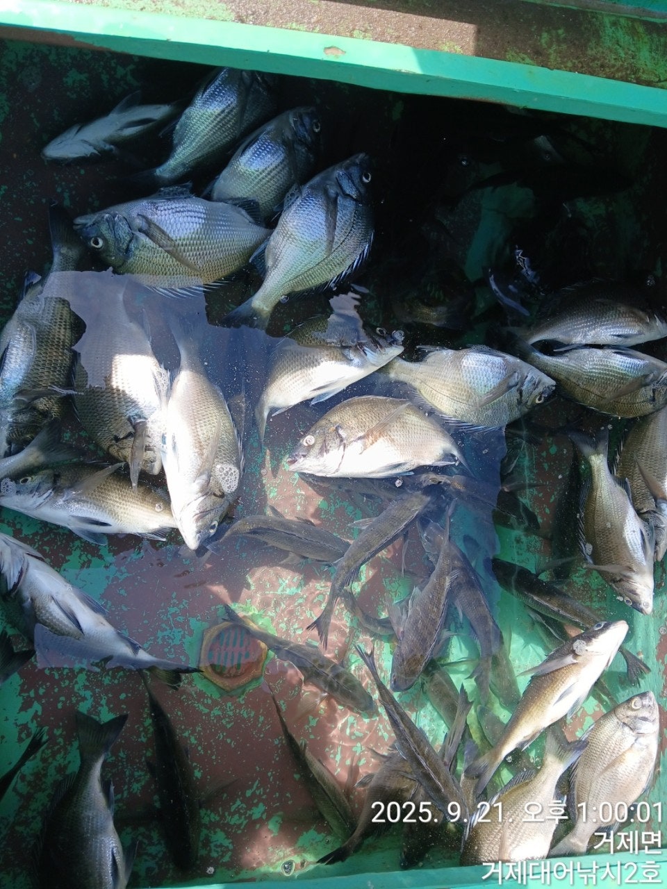 사용자가 올린 이미지