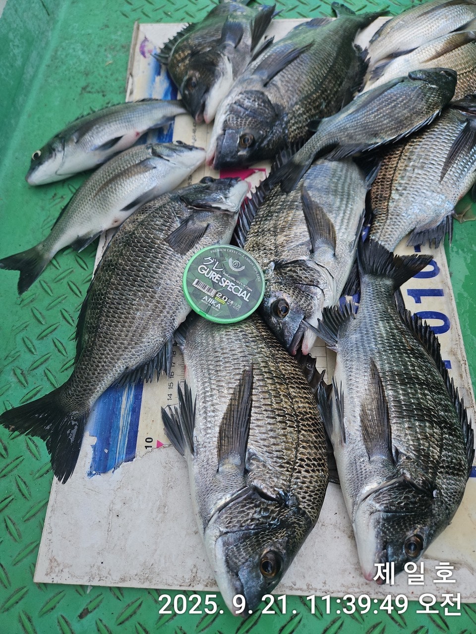 사용자가 올린 이미지