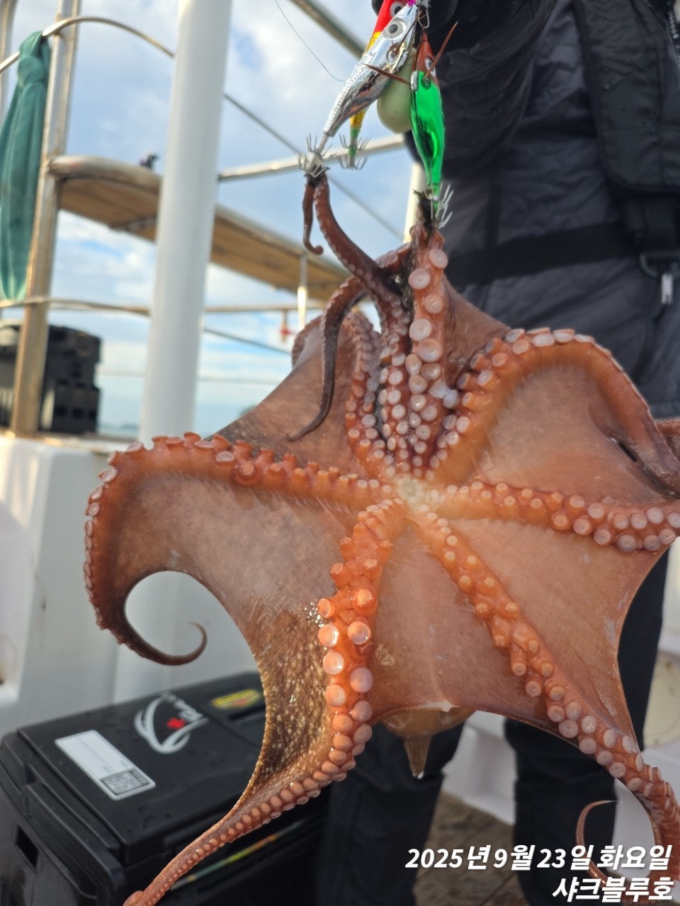 사용자가 올린 이미지