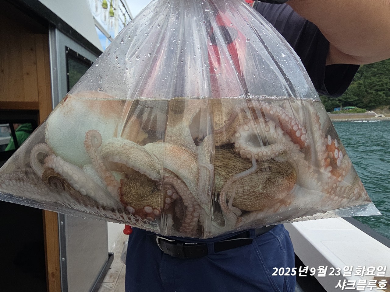 사용자가 올린 이미지