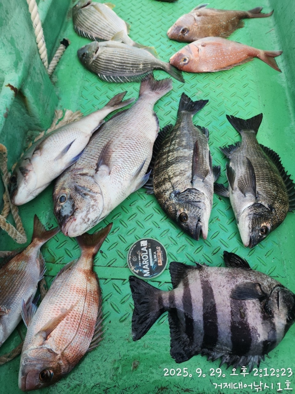 사용자가 올린 이미지