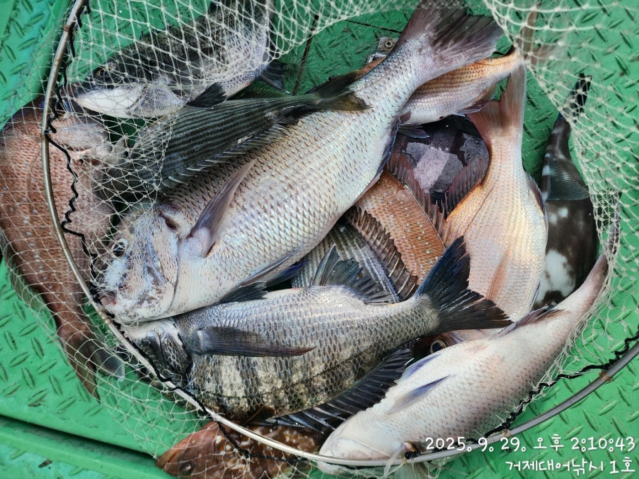 사용자가 올린 이미지